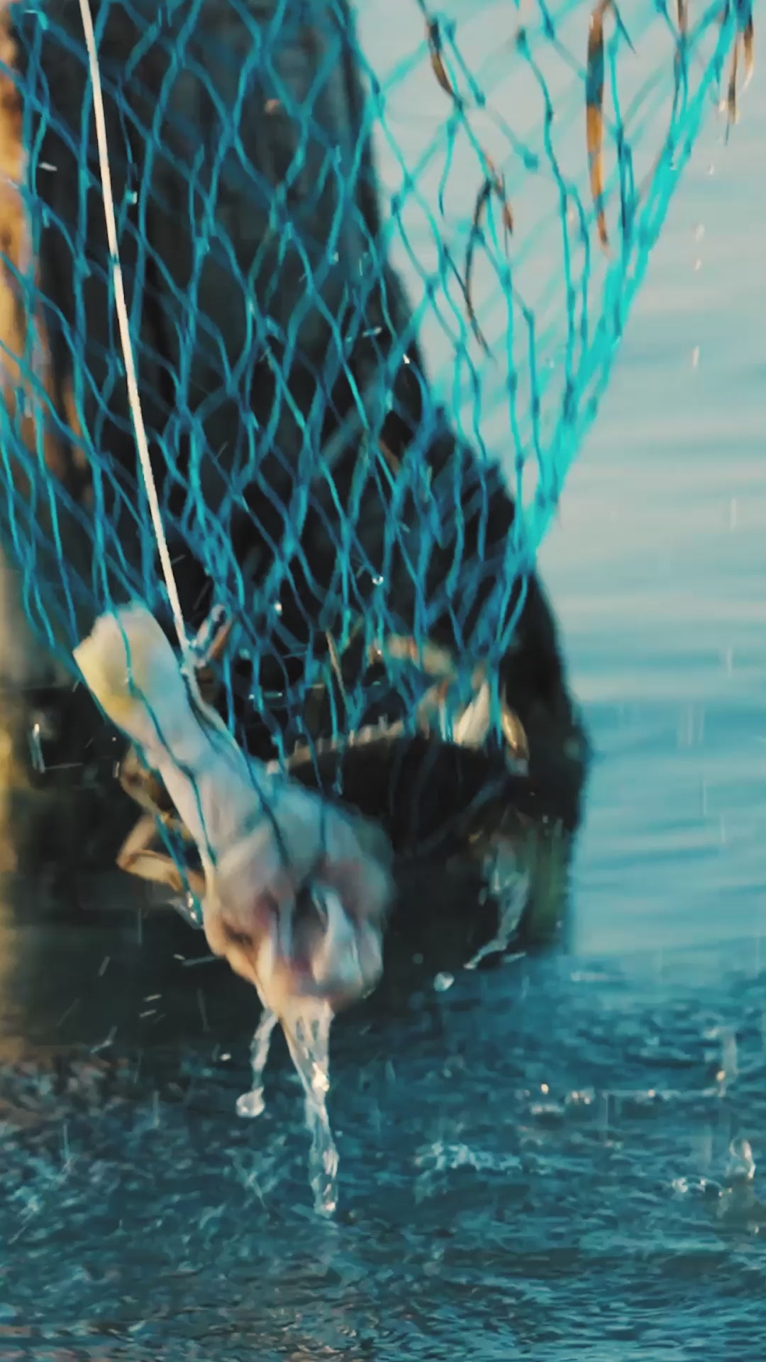 Gift Annual Subscription: The Pedernal Project