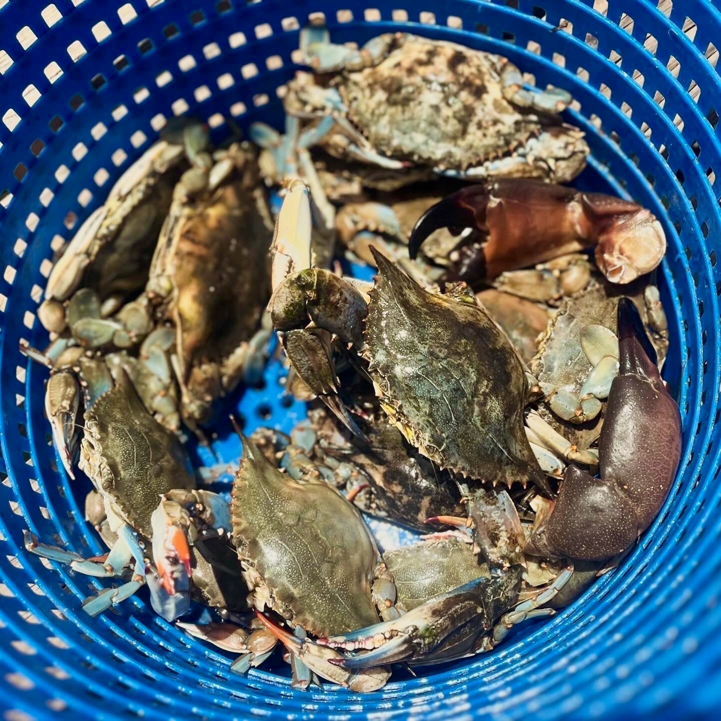 Steamed Blue Crabs – The Pedernal Project